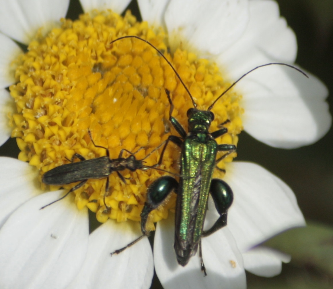 Oedemera nobilis in compagnia...di piccola femmina